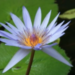 white lily